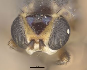 Media type: image;   Entomology 13355 Aspect: head frontal view